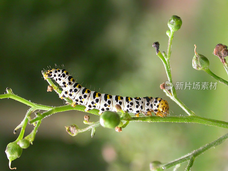 水Betony Moth (Cucullia scrophulariae)毛虫